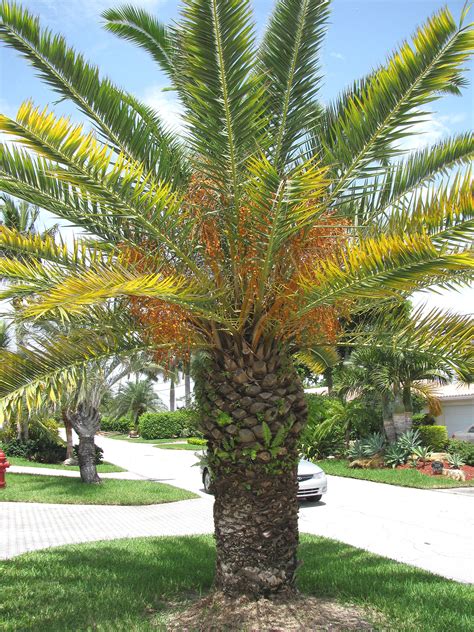 Are Date Palms Poisonous To Dogs