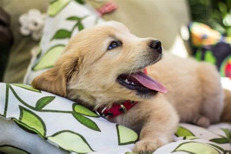 How To Stop Your Golden Retriever Puppy From Biting And Nipping Golden