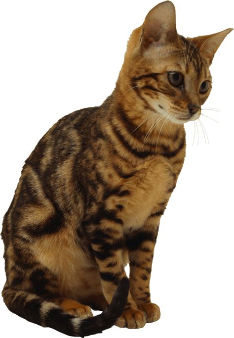 Download Kitten Png Image Download Picture Hq Png Image Freepngimg
