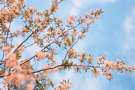 Flowering Tree · Free Stock Photo