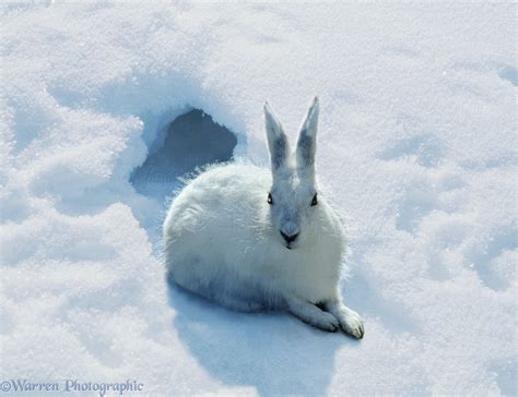 Arctic Hare In Snow Photo Wp00195