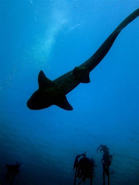 Based on the true story of two scuba divers accidentally stranded in shark infested waters after their tour boat has left. 7 gill cow shark of Millers Point, Cape Town. Its a great ...