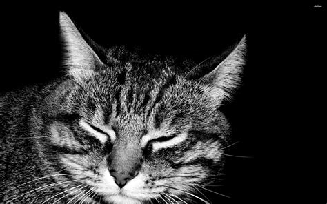 Check out 12 that absolutely melt our hearts! Domestic Short-haired Cat - 2880x1800 Wallpaper - teahub.io