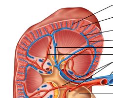 This large blood vessel branches into smaller and smaller blood vessels until the blood. Print KAAP310: The Urinary System flashcards | Easy Notecards