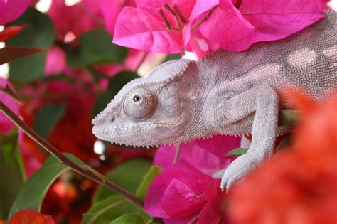 On The Specific Care Of Females Much Ado About Chameleons