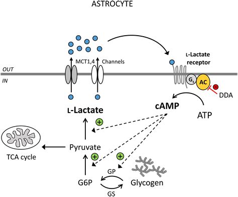Frontiers Lactate As An Astroglial Signal Augmenting Aerobic