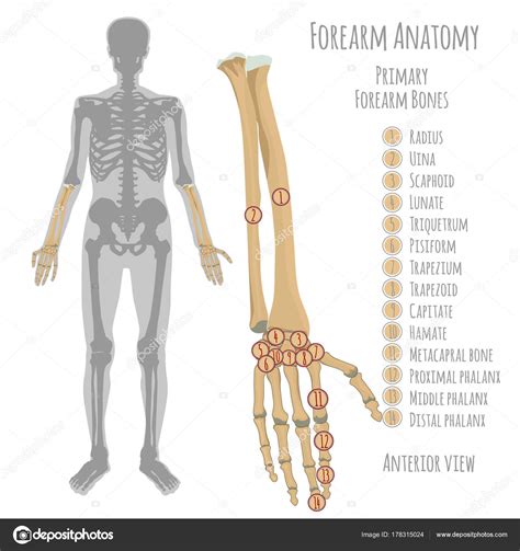 Fotos Cuerpo Humano Huesos Anatomía De Los Huesos Del Antebrazo De