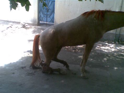Achilles tendon injuries are no laughing matter. RUPTURED FLEXOR TENDON OF HIND LEG OF HORSE REPAIRED | PAWA