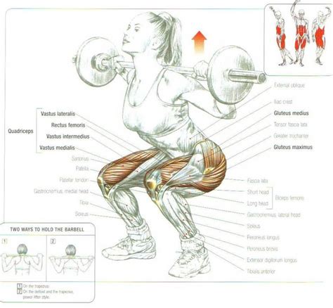 While most people will pull a muscle in their lower backs at some point, these injuries usually heal within several days. How to Squat With Proper Technique | Fitbit Stats