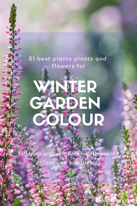 The Best Plants For Winter Garden Colour David Domoney Winter Plants