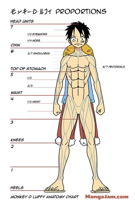 Curious what other anatomical models of the torso are available at mentone educational? Luffy Body Proportions Anatomy One Piece | Drawing Body ...