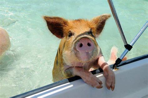 Where To Go Swimming With Pigs In The Bahamas