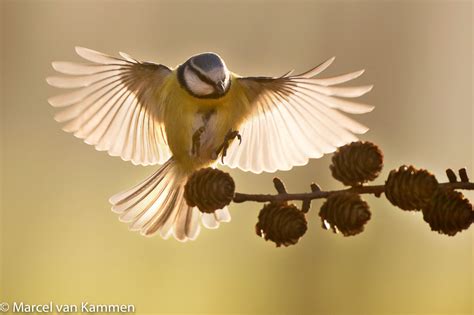 Hoe Fotografeer Je Vliegende Tuinvogels Natuurfotografie