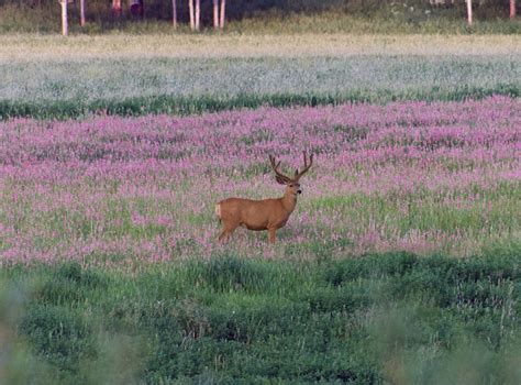 Buck In A Field Of Purple Flowers By Triplepinephoto On Deviantart