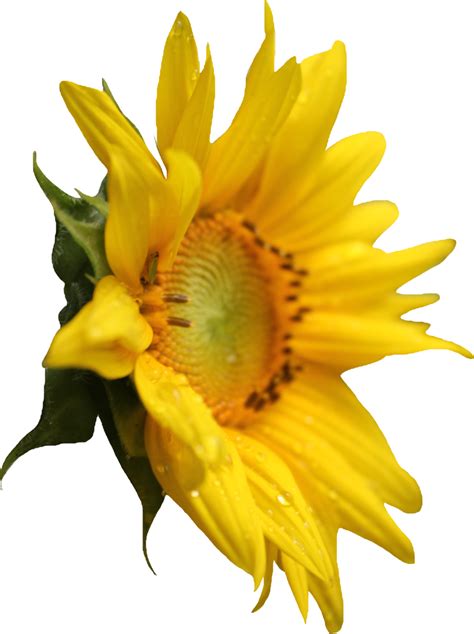 Sunflower Png Image Purepng Free Transparent Cc0 Png Image Library