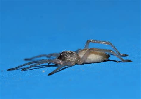 Northern Long Legged Sac Spider Cheiracanthium Sp Aff Mild Flickr