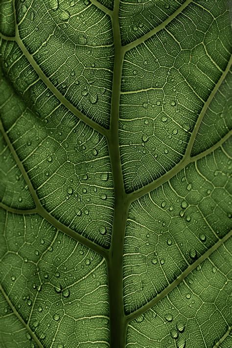 Leaf Macro Veins Drops Green Hd Phone Wallpaper Peakpx
