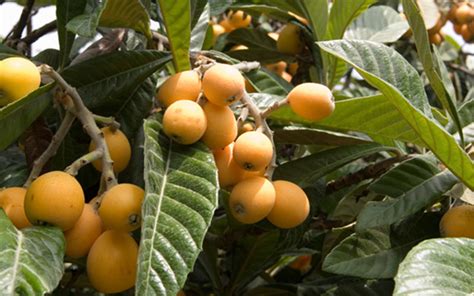 Tropical Fruit Trees Loquat