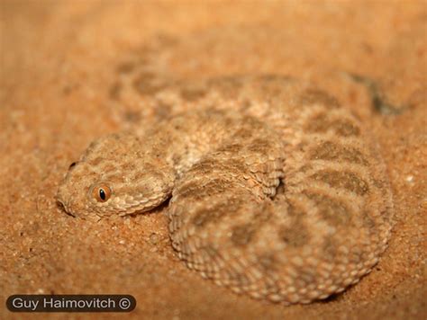 Dwarf Sahara Sand Viper Cerastes Vipera עכן קטן Taken Oc Flickr