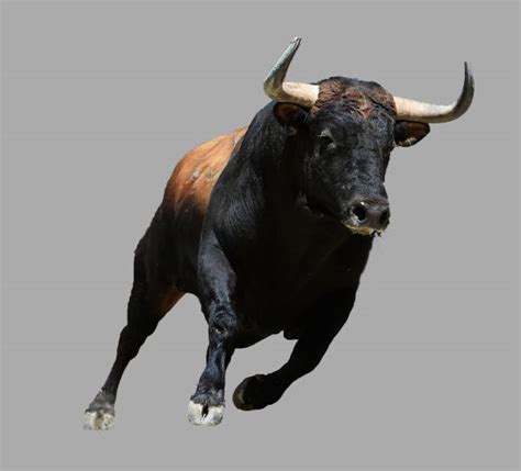 Spanish Bull Head Stock Photos Pictures And Royalty Free Images Istock