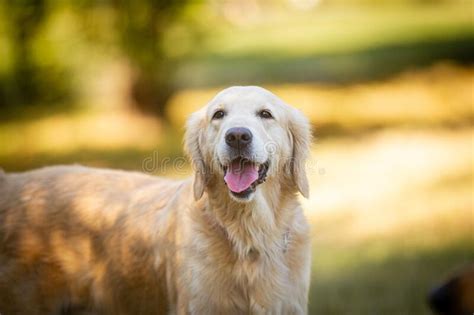 A Beautiful Golden Retriever Dog Poses On The Nature Stock Photo