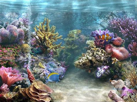 Bagi kamu yang bingung bagaimana cara mengunduhnya, silahkan simak caranya berikut ini. Download Wallpaper Ikan Bergerak - Maquetas De Arrecifes ...
