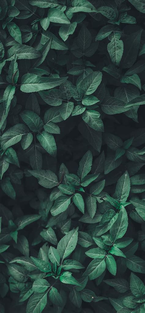 Green Leaf Plants Iphone 11 Wallpapers Free Download