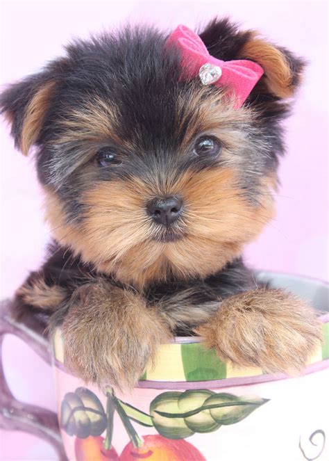 Biewer terrier puppies for sale. Beautiful Teacup Yorkie Puppies Miami Ft. Lauderdale Area ...