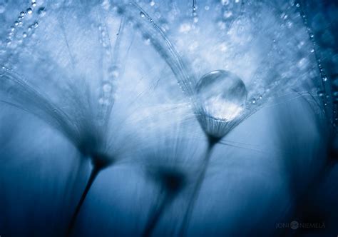 Blue Dewdrops By Joni Niemelä Art Photography Fine Art Fine Art Photography