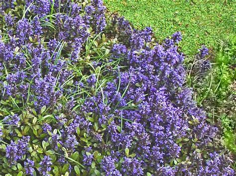 Check spelling or type a new query. Invasive Ground Cover Thugs