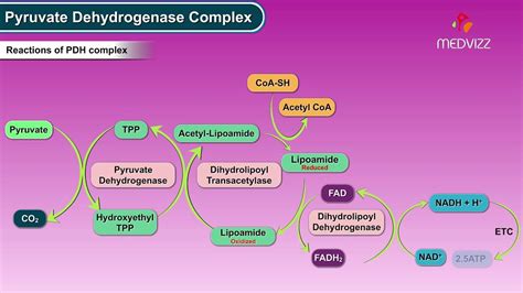 Pyruvate Dehydrogenase Complex Steps Regulation And Inhibitors