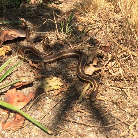 Found A Garter Snake In My Backyard This Afternoon Gardenfriend