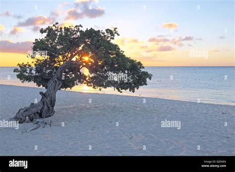 Divi Divi Tree On Aruba Island In The Caribbean Stock Photo Alamy