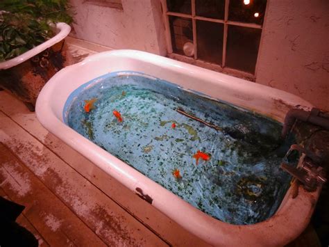 540 x 720 jpeg 114 кб. use of a bathtub as a small goldfish pond. Stocking level ...