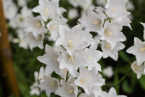 Campanula Carpatica Beautiful White Bell Flowers Stock Image Image
