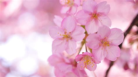 Sakura Flower Pink Flowers Wallpaper Spring Flowers Wallpaper Pink
