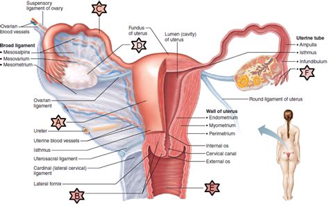 Diagram Of Internal Organs Female Female Reproductive System Internal View Of The Uterus With