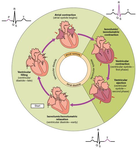 Cardiac Cycle Flow Chart