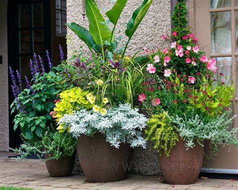 Perennial flowers return year after year, forming the backbone of your flower garden. Kellough residence, Perennial, flowers, potted, container ...