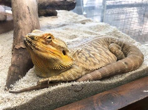 15 Vet Approved Facts About Bearded Dragons Pet Keen
