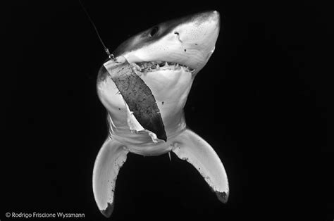 London, Wildlife photographer of the year Natural History