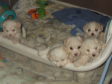 Raising Bichon Frise Puppies As A Hobby Breeder Sell For 800
