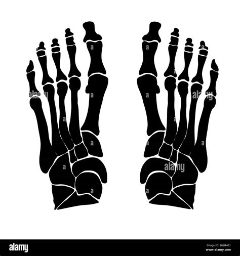Anatomical Structure Of The Bones Of The Foot Black Silhouette Vector