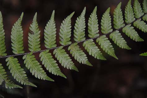 Amauropelta Atrovirens Ferns And Lycophytes Of The World