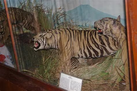 Tigre De Java Características Fotos E Nome Científico Mundo Ecologia