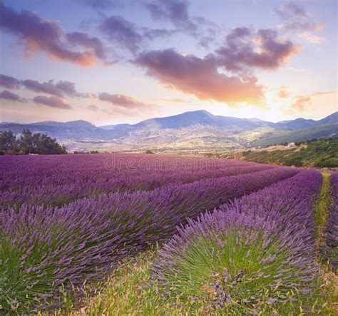 Lavender Field Summer Sunset Landscape Stock Image Image Of Beautiful