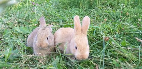 Little Rabbits Stock Photo Image Of Natural Filters 194269094