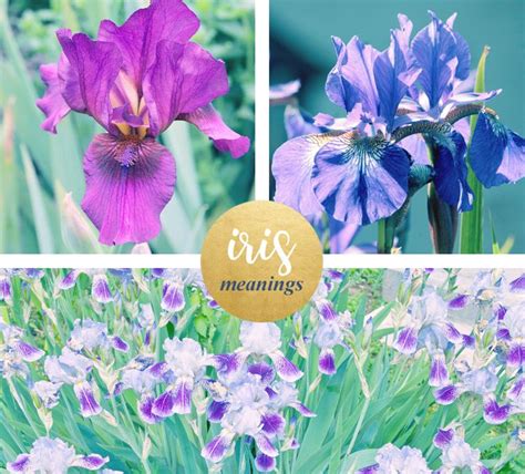 Iris Meaning And Symbolism Flower Meanings Iris Symbols