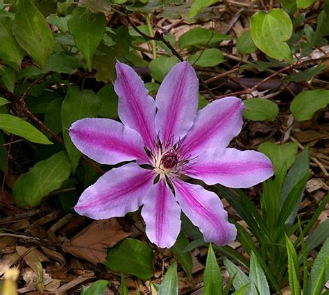 I inherited it a few years ago when i bought a cottage in. Clematis forum: ID help please - Garden.org