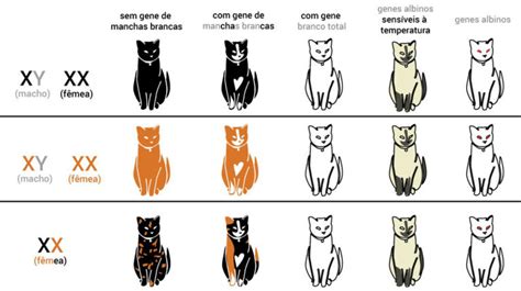 Como Saber Se O Gato é Macho Ou Fêmea Baw Waw